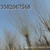 嫁接金丝柳，嫁接垂柳