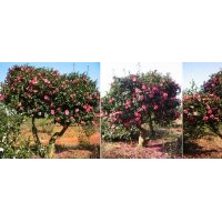 供应茶梅盆栽、茶梅苗、嫁接茶梅