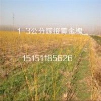 2015年热销的嫁接黄金槐树苗2公分低嫁黄金槐工程苗送货上门