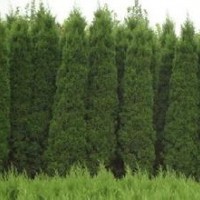 江苏蜀桧价格现在2015年蜀桧价格行情