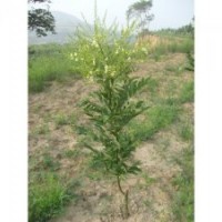 供应早生双季米国槐苗