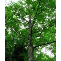 南京杂交马褂木价格 15公分马褂木价格