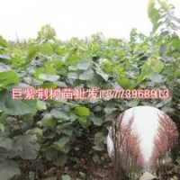 北方缺什么苗木巨紫荆树苗将是北方最稀缺的绿化树苗