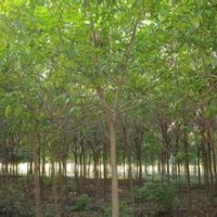 重阳木价格南京重阳木供应价格