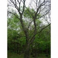 25公分黄连木价格，胸径30公分黄连木价格