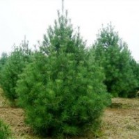 苗圃精品白皮松 山货占地白皮松