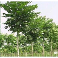 臭椿苗 供应臭椿苗 批发臭椿苗