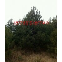 2.5-3米油松，冠幅4米树形油松价格