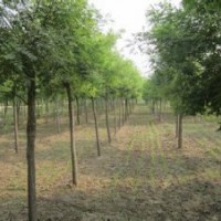 精品国槐出售销售15公分国槐供应基地