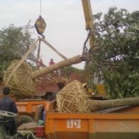 供应大叶女贞树苗