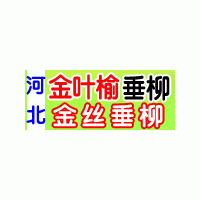 金丝垂柳价格行情