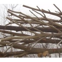 朴树销售基地南京20公分移植精品朴树