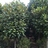 广玉兰销售价格南京广玉兰基地