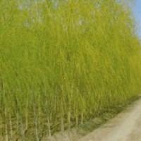 南京垂柳小苗报价12公分垂柳供应