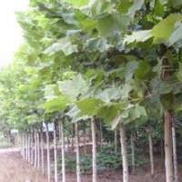 山东梧桐树产地价格，江苏10公分梧桐树报价