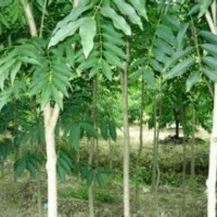 现在无患子报价10公分无患子销售