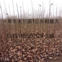 紫花玉兰小苗0.5-2米高基地供应白花玉兰树苗量大