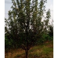 15公分京红海棠