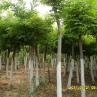 山东聊城市帅源绿化苗木基地