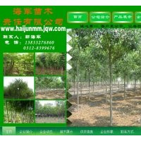 7到10公分香花槐 20公分及以上垂柳 3-4公分国槐