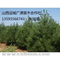 白皮松大量出售、2米白皮松大量低价优惠供应