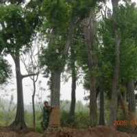 安徽朴树价格丛生多干朴树价格20公分30公分朴树报价