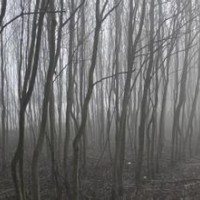 山西杜仲价格20公分30公分杜仲产地