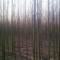 安徽青桐树价格10公分20公分青桐报价