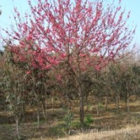 国槐、白蜡、火炬、法桐、香花槐