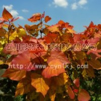“红霞杨”Ⅰ号、金红杨、全红杨、红叶杨、彩色树