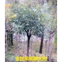 金丝吊蝴蝶工程苗