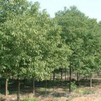 供应香樟价格 优质香樟供应商