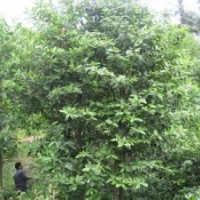 今年12公分含笑价格含笑产地报价