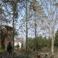 山西马褂木价格15公分20公分全冠鹅掌楸报价