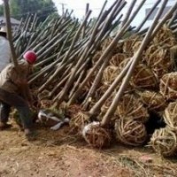 现在5公分栾树价格 南京栾树价格