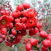 供应大量海棠苗木长期