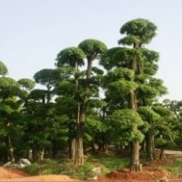 供应各种规格对节白蜡