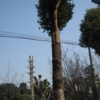 安徽省肥西县三岗在勇苗圃(专供大树)