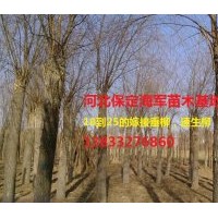 2到5的国槐7到12的香花槐18到25的柳树