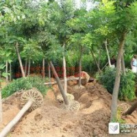 河北保定国槐哪家好