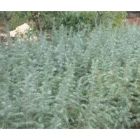 雪松小苗供应 20公分高雪松小苗价格