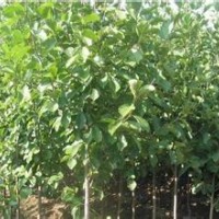 白玉兰价格南京白玉兰出售基地