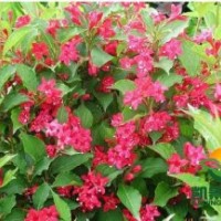 销售红王子锦带，红王子锦带价格，红王子锦带基地