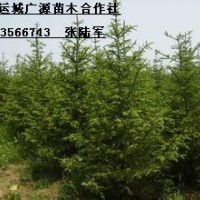 3米油松大量出售、3米油松大量优惠低价供应