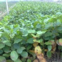 10公分精品白玉兰价格，江苏白玉兰产地