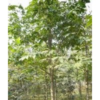 现在七叶树价格供应精品七叶树报价