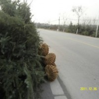 【南京杨兵苗圃】雪松广玉兰白玉兰红叶石楠大叶女贞