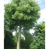 12公分无患子销售大量供应10公分优质无患子