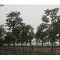 12公分重阳木价格南京20公分重阳木基地