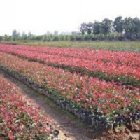 江苏红叶石楠价格 4公分5公分高杆红叶石楠价格